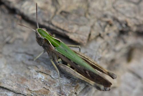 Réf. 352 443 : Omocestus rufipes